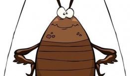 蟑螂漫画,揭示都市生活的另类视角